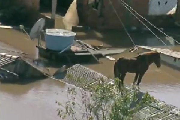 [Vídeo: Cavalo fica ilhado em telhado de casa rodeada por água no Rio Grande do Sul]