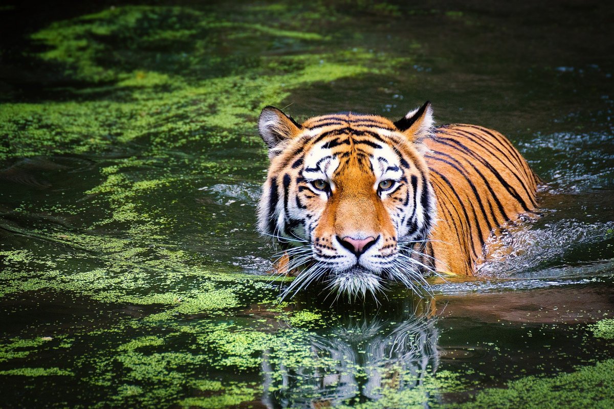 [Índia registra recorde de 126 tigres mortos em 2021]
