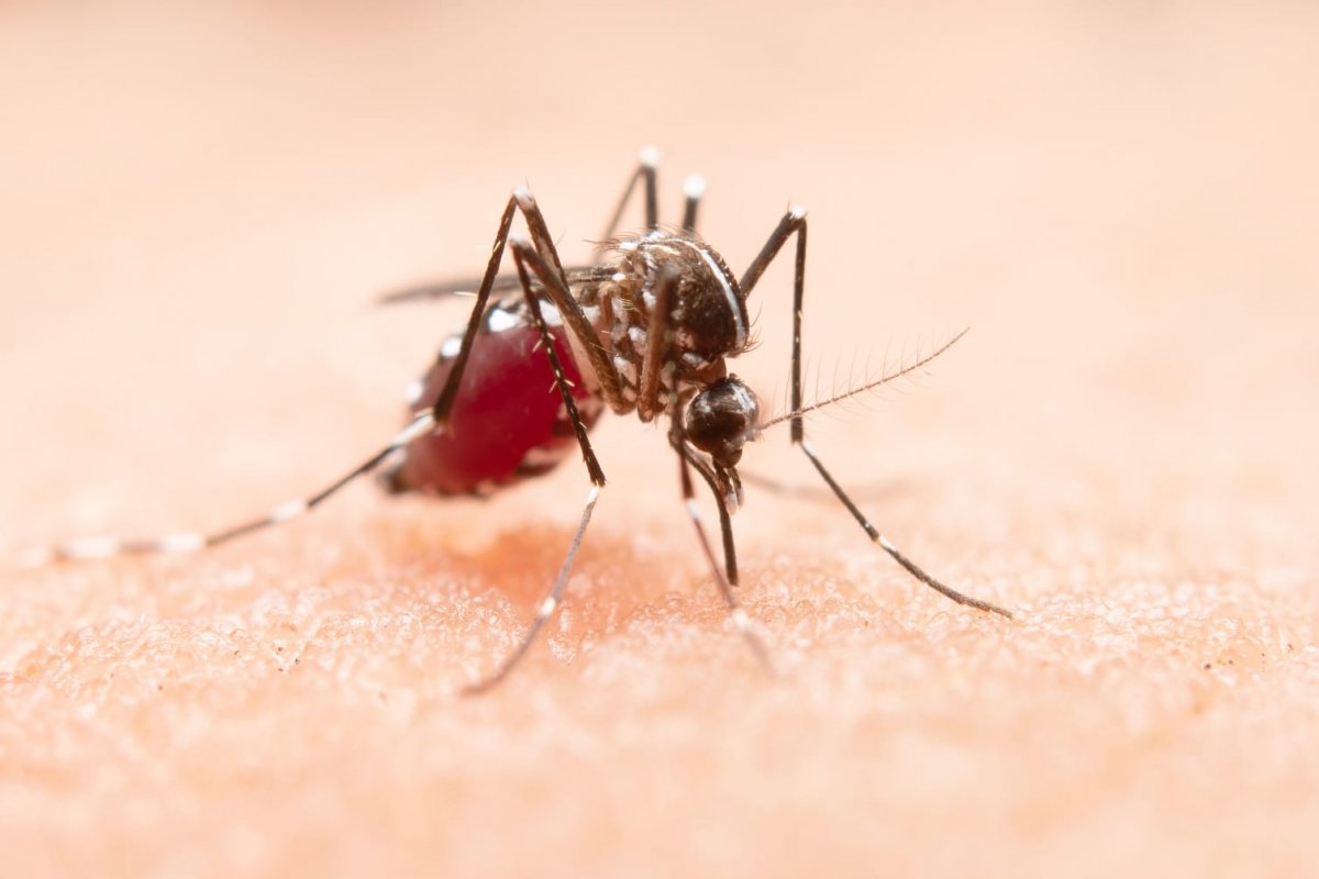 [Casos de dengue no Brasil crescem 72% este ano em relação a 2021]