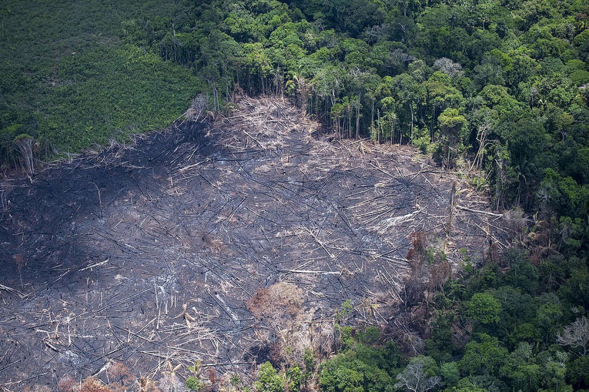 [Brasil ocupa 1º lugar de ranking mundial de desmatamento florestal em 2021]