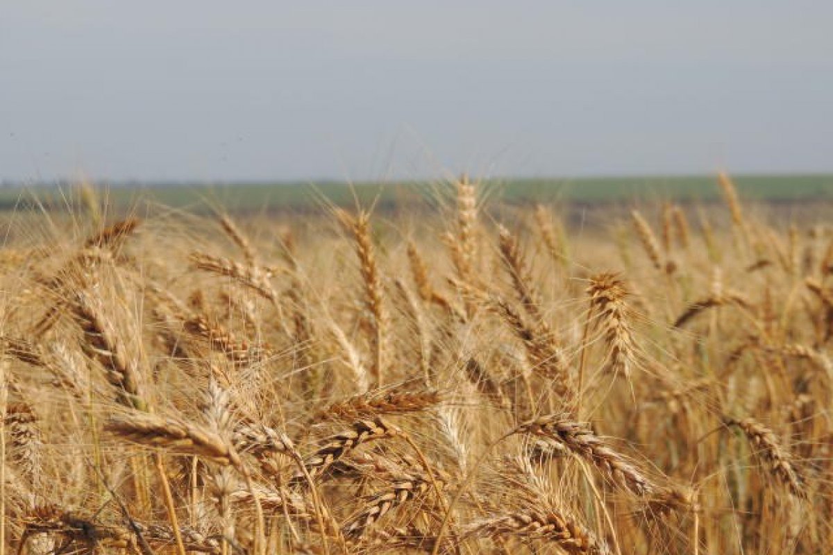 [Brasil pode ser autossuficiente em trigo em 10 anos, dizem pesquisadores ]