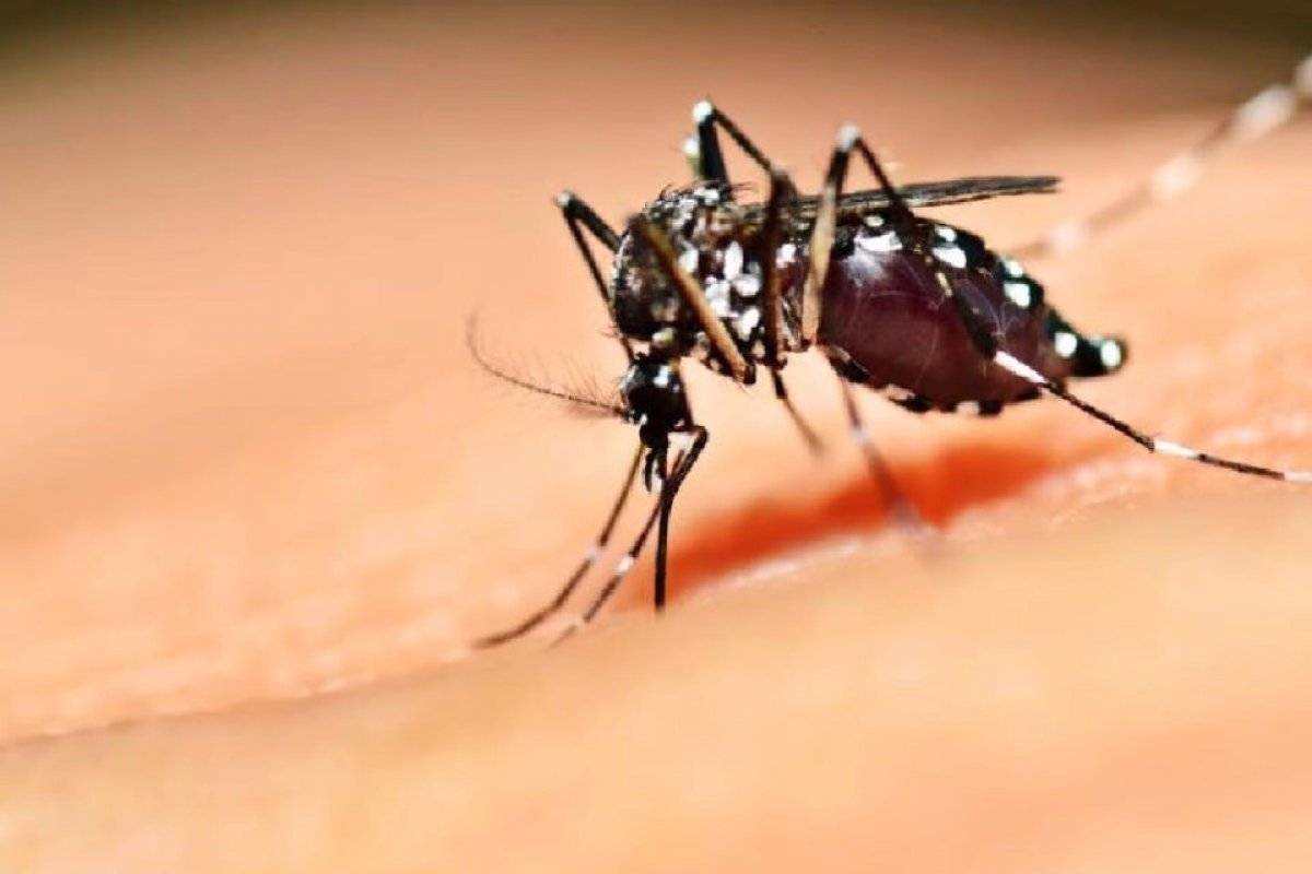 [ Mortes por dengue mais que dobram em menos de seis meses no Brasil]