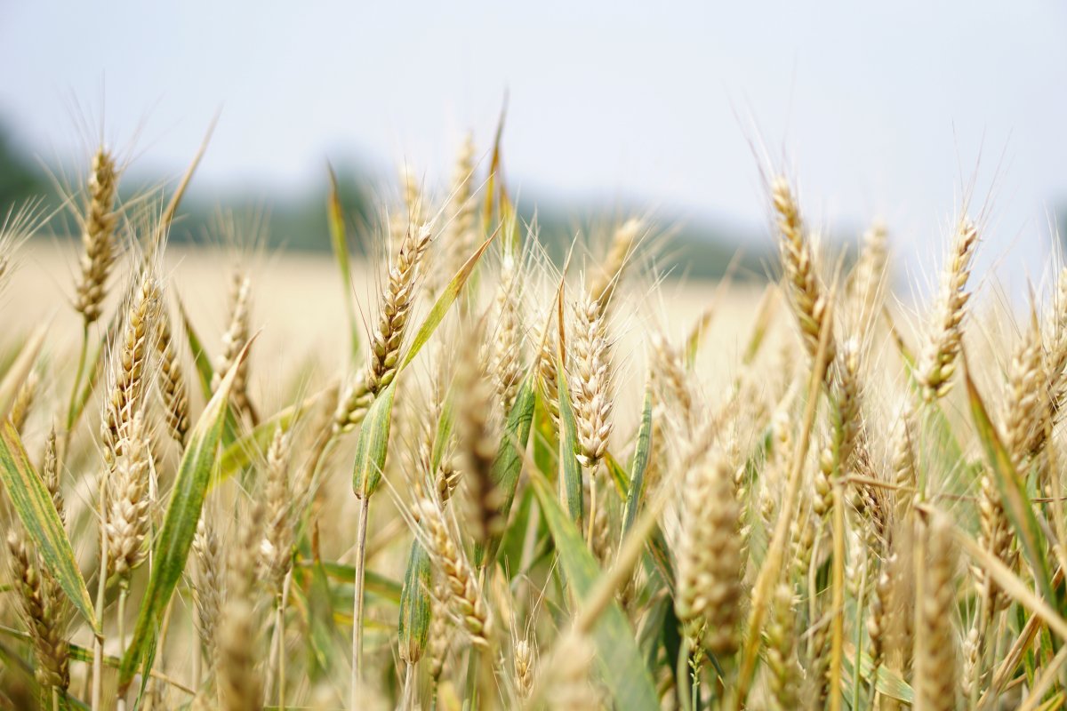 [Safra global de trigo deve cair após quatro anos em alta, aponta FAO]