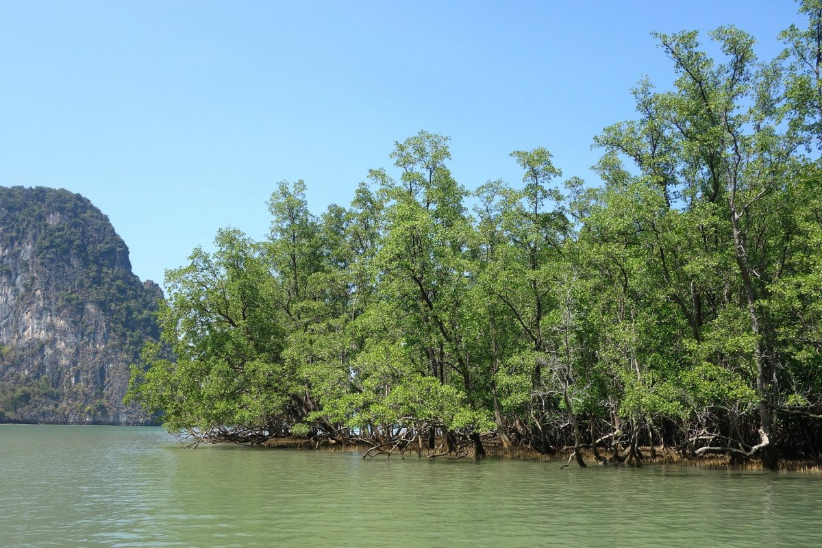 [Unesco alerta para o risco de mais de três quartos de manguezal em perigo]