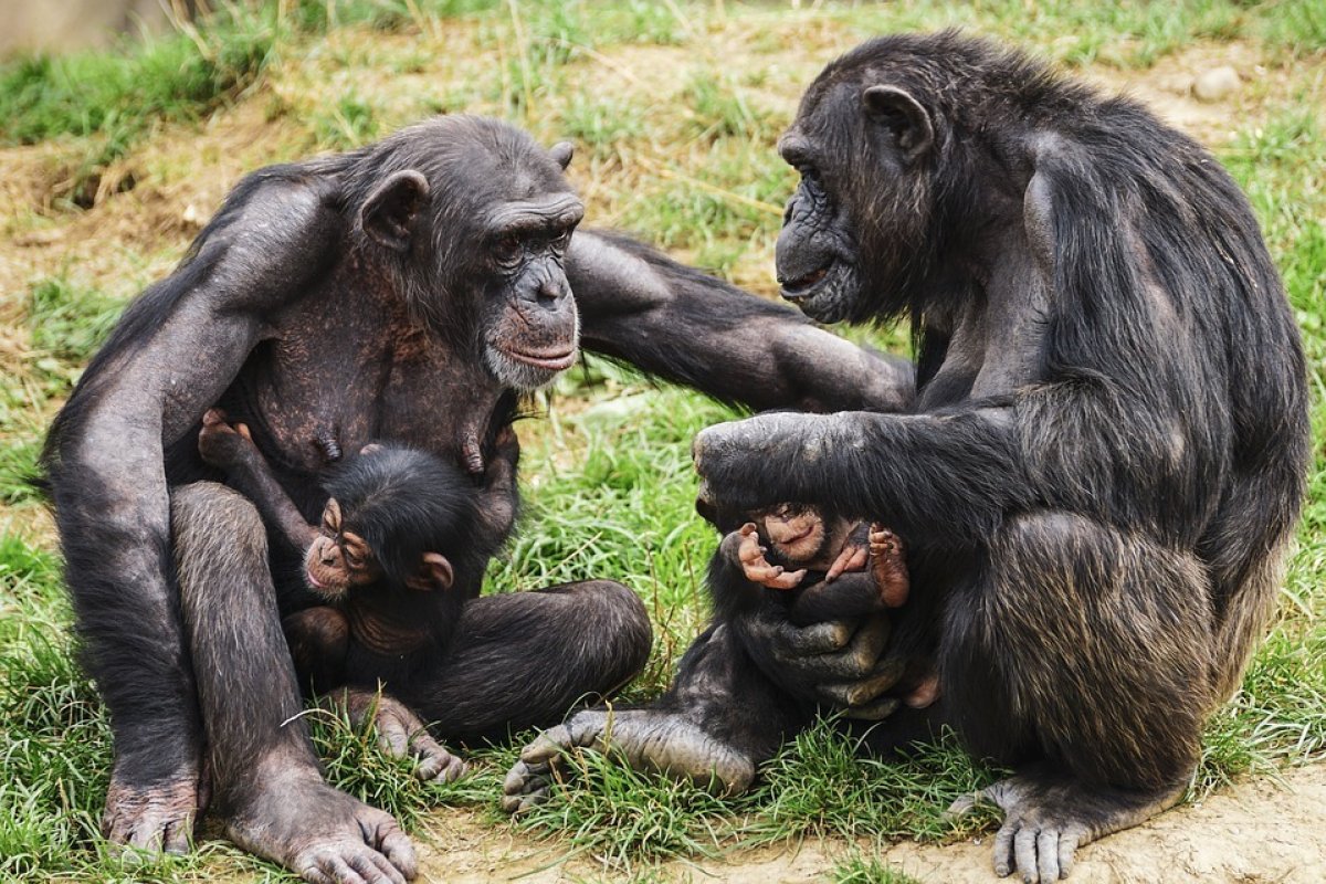 [Estudo desvenda diferenças vocais entre seres humanos falam e os outros primatas]