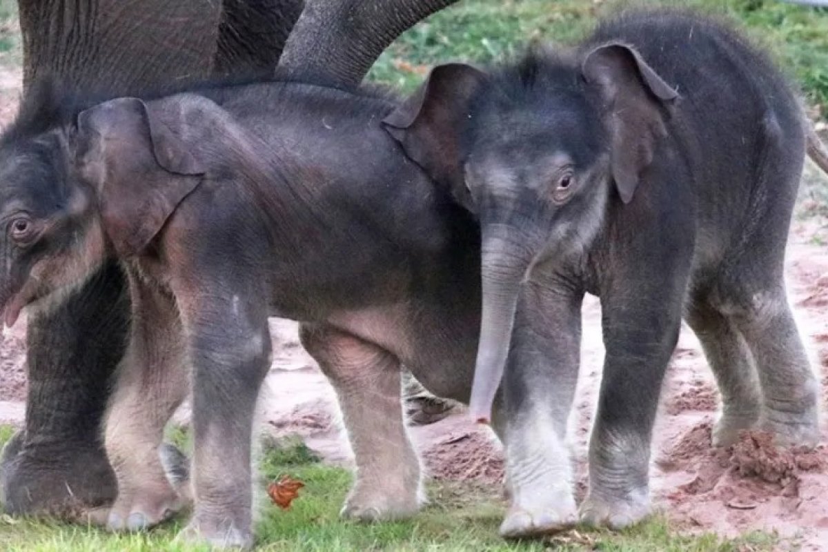 [Elefantes gêmeos nascem em zoológico em Nova York]