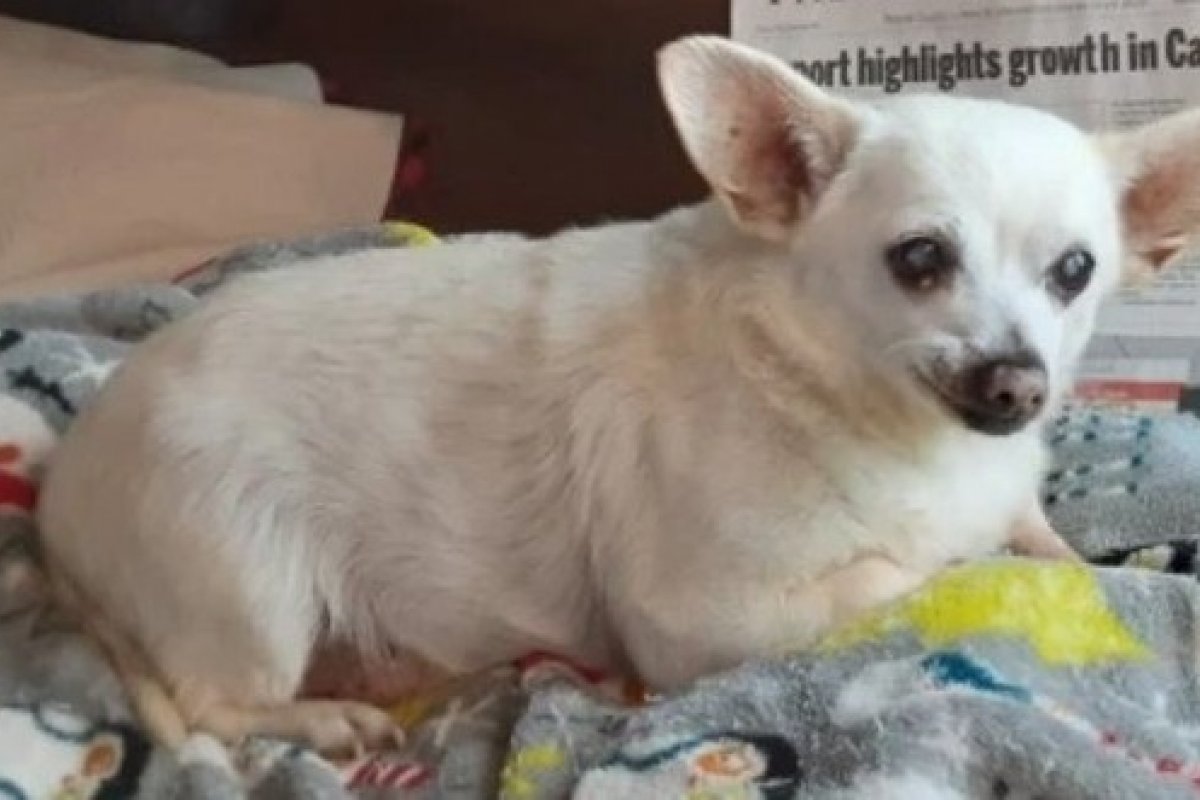 [Chihuahua de 23 anos recebe título de cachorro mais velho do mundo]