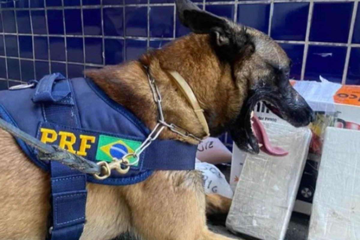 [Cão farejador da PRF identifica cocaína escondida em bagagens de ônibus na BR-116]