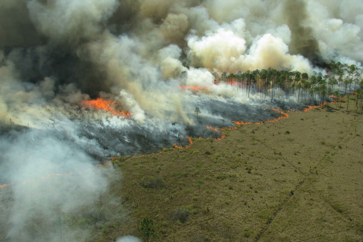 [Estado de catástrofe é decretado no Chile após incêndios florestais deixarem mais de 10 mortos]