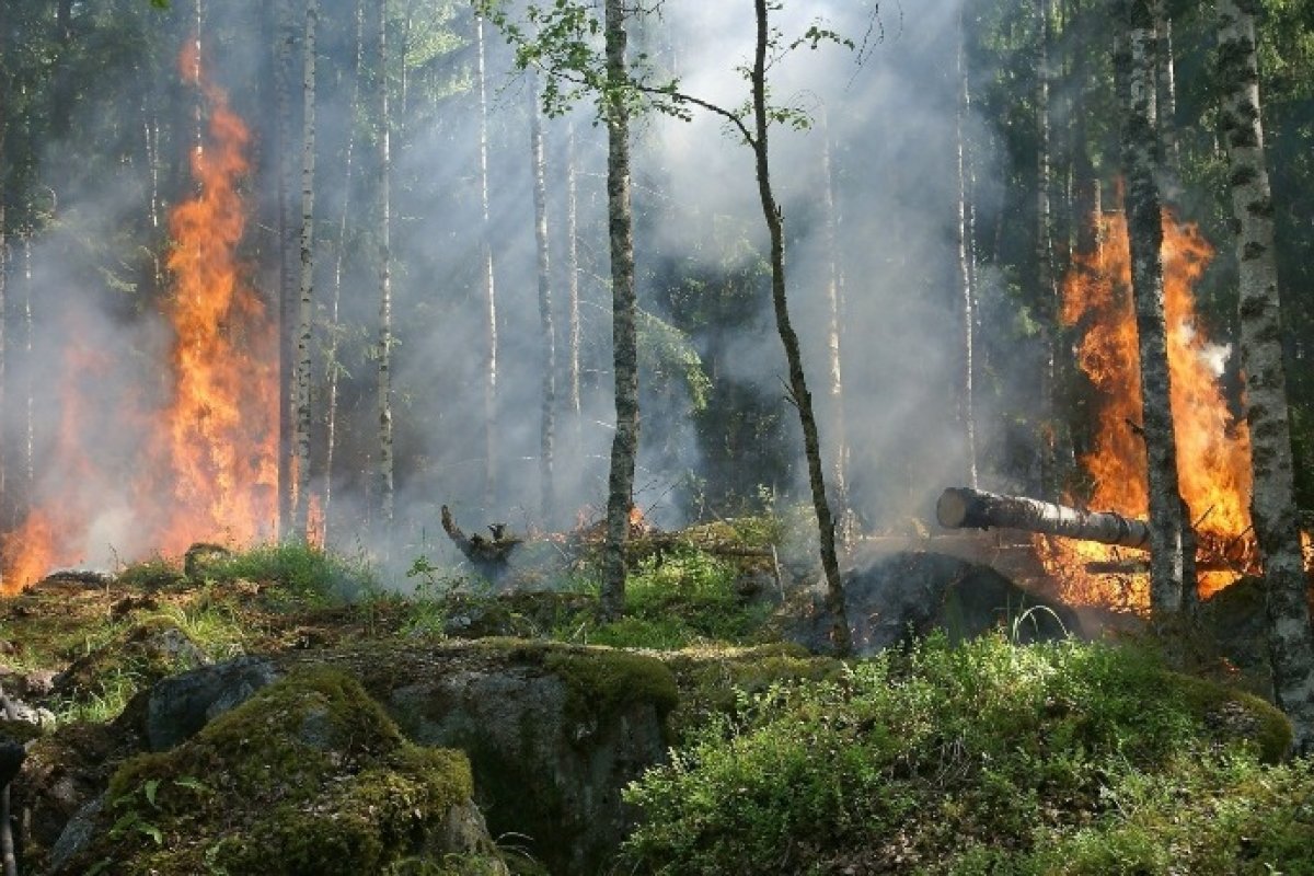 [Mais de 16 milhões de hectares foram queimados no Brasil em 2022]