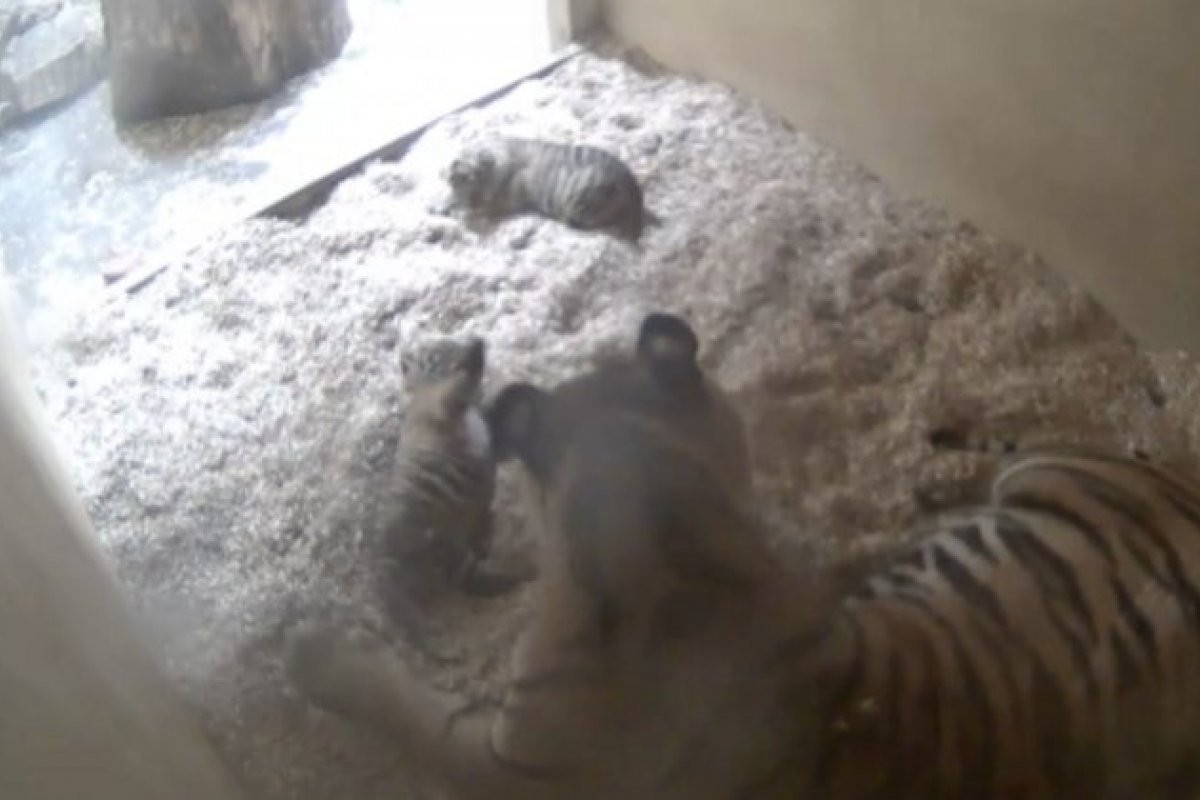 [Gêmeos de tigre-de-sumatra nascem em zoológico no Reino Unido]
