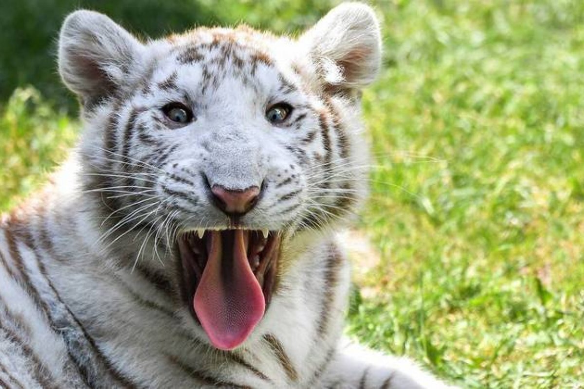 [Filhote de tigre branco é encontrado na rua na Grécia]