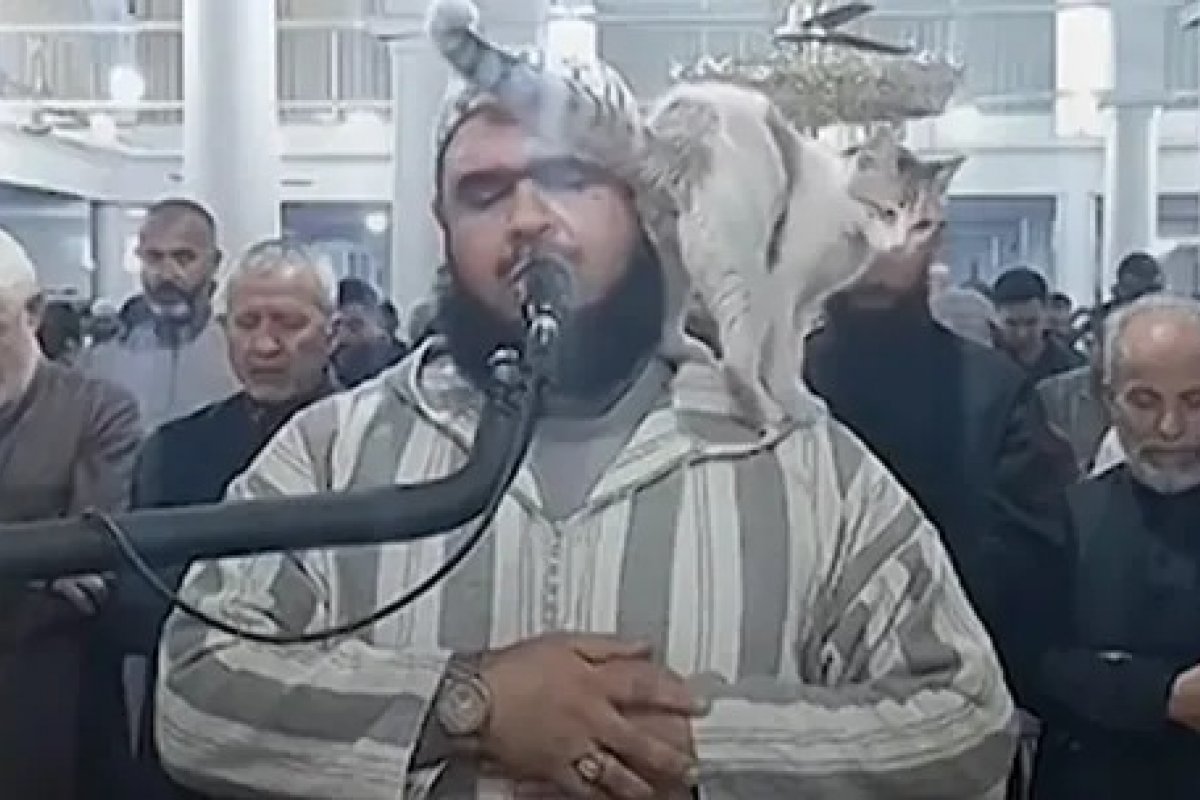 [Vídeo: gato 'invade' oração do Ramadã e pula no ombro do Sheik]