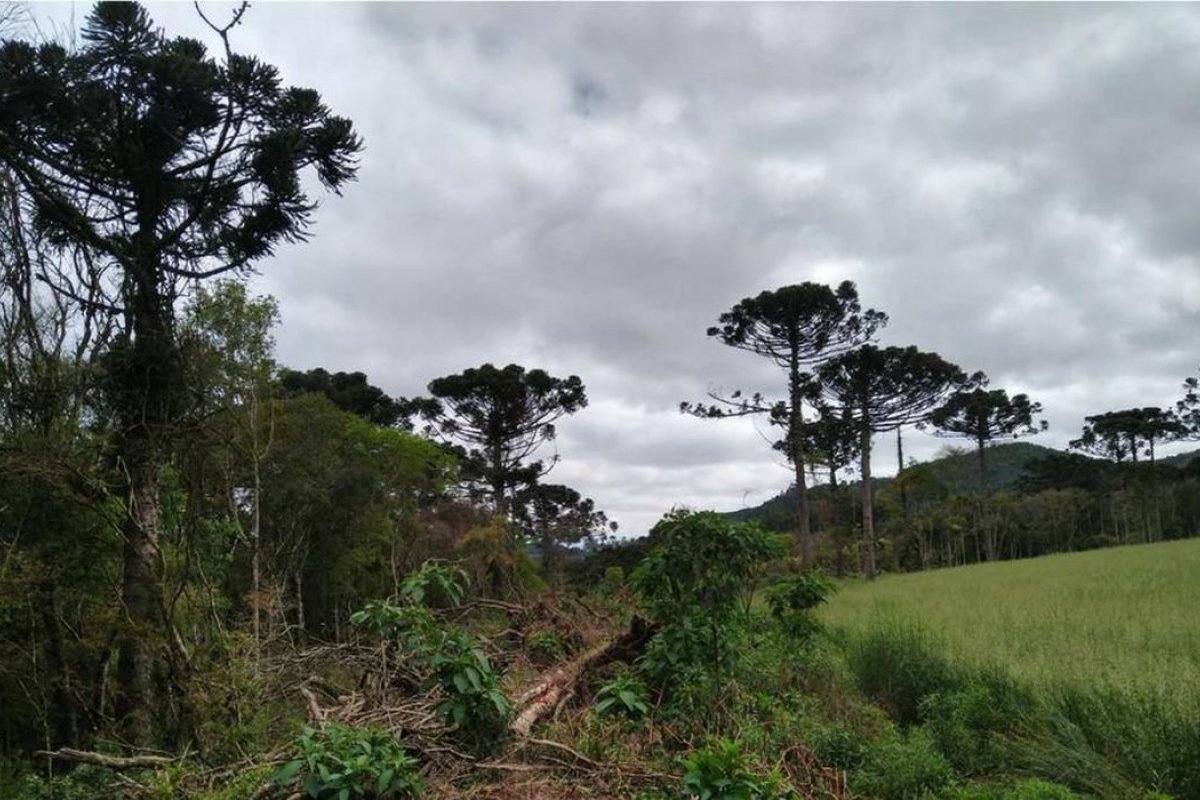 [Desmatamento em terras indígenas na Amazônia emitiu 96 milhões toneladas de gás carbônico, diz estudo]