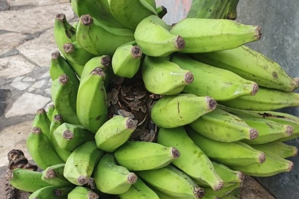[Jibóia de um metro é encontrada em um cacho de bananas, em bairro de Salvador]