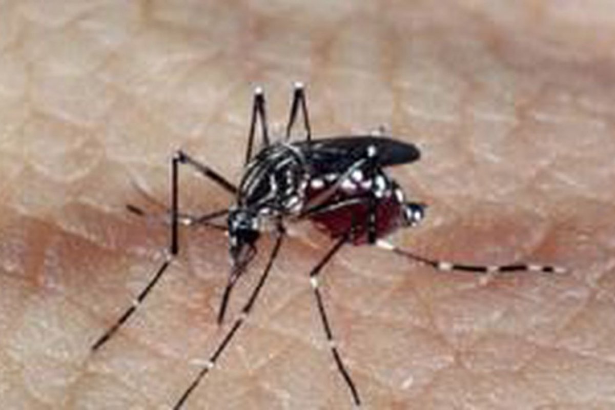 [Brasil volta a registrar sorotipo 3 do vírus da dengue e preocupa especialistas]