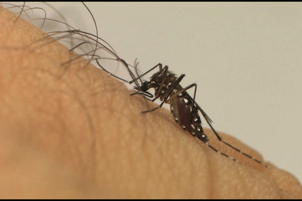[Prefeitura realiza ações em bairros de Salvador para combater o mosquito Aedes aegypti ]