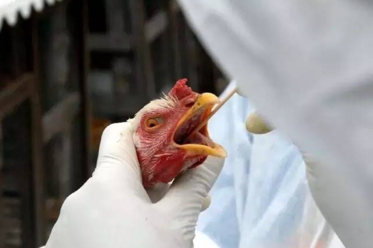 [Brasil registra casos de gripe aviária]