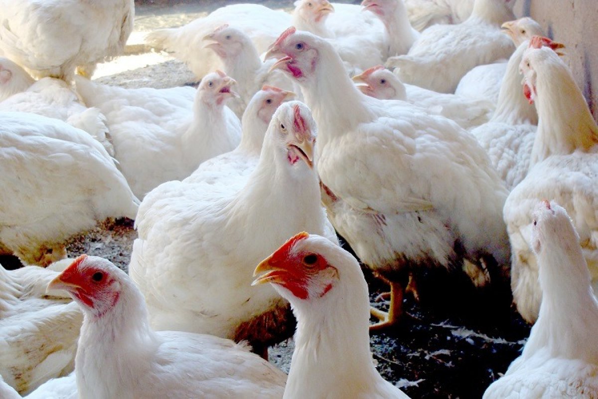 [Governo abre crédito de R$ 200 milhões para combater gripe aviária]