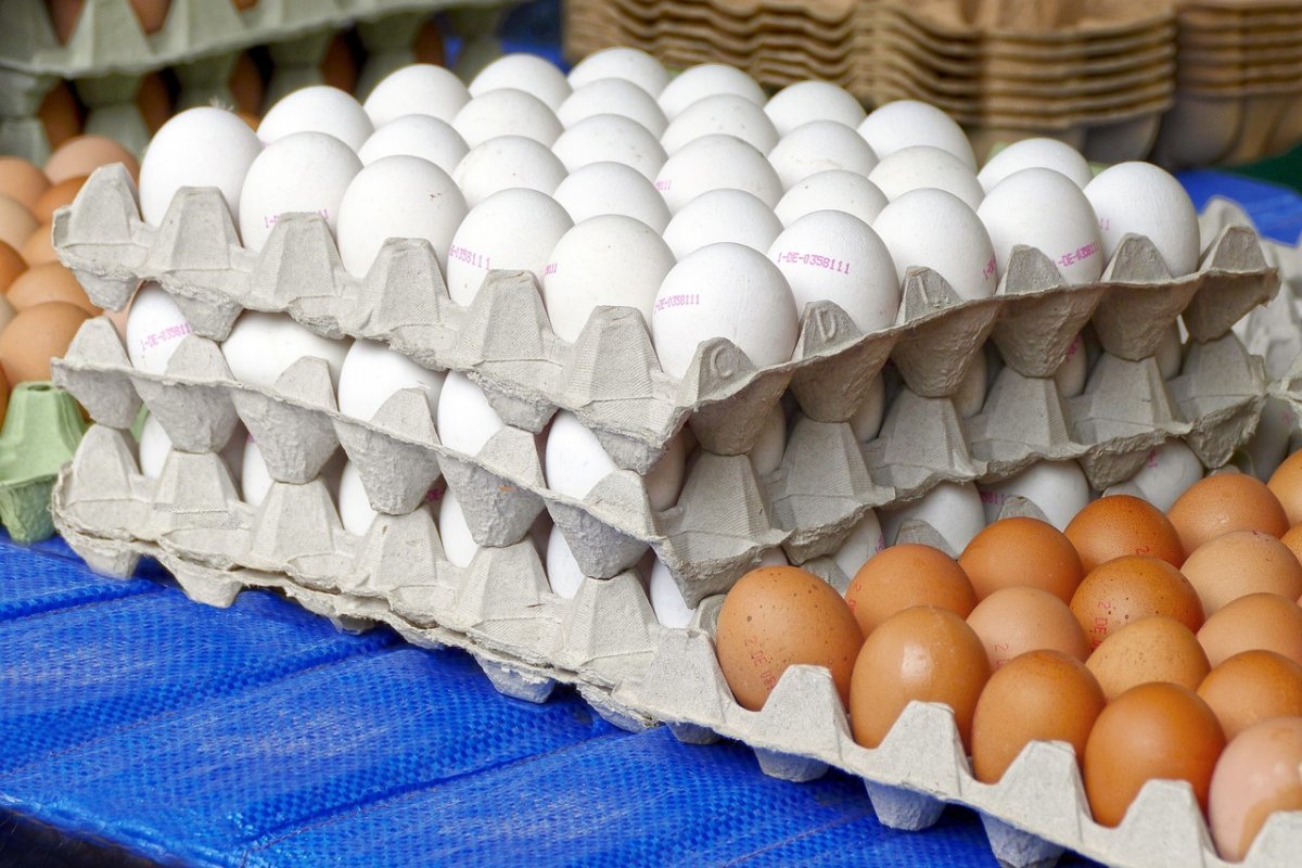 [Produção de ovos na Bahia tem o melhor 1º trimestre em 36 anos, diz IBGE]