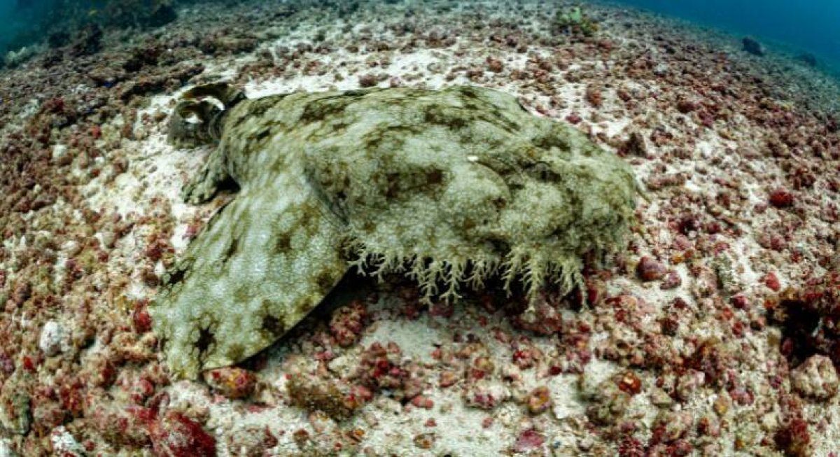 [Dia Mundial dos Oceanos: Conheça as 7 espécies marinhas mais exóticas do mundo]