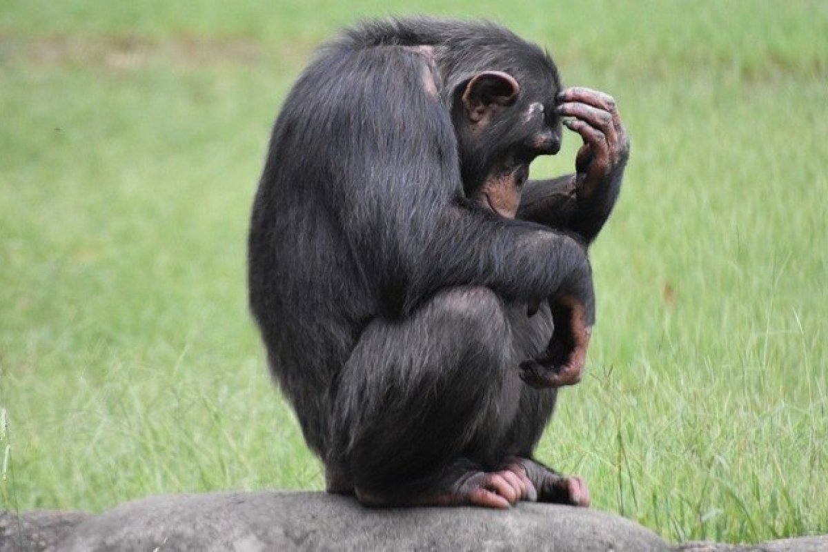 [Chimpanzés demonstram capacidade de raciocínio modal em novo estudo]