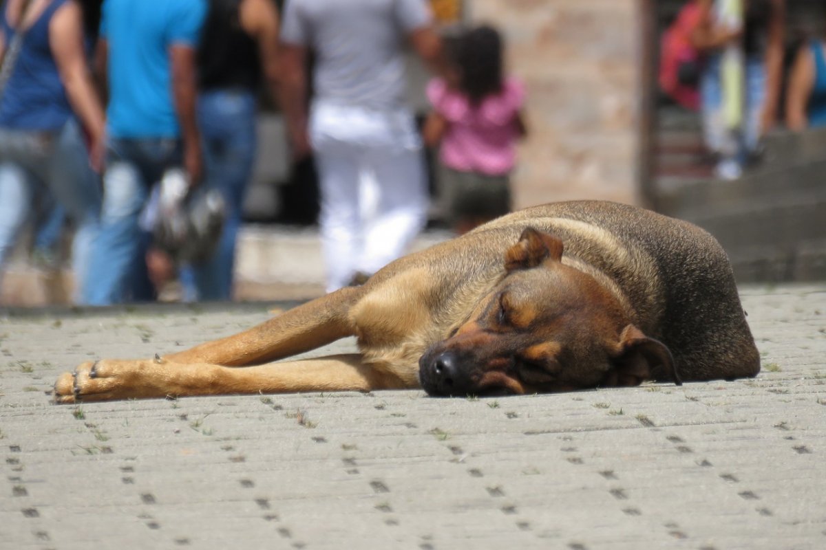 [Holanda torna-se primeiro país do mundo a zerar número de cachorros de rua]