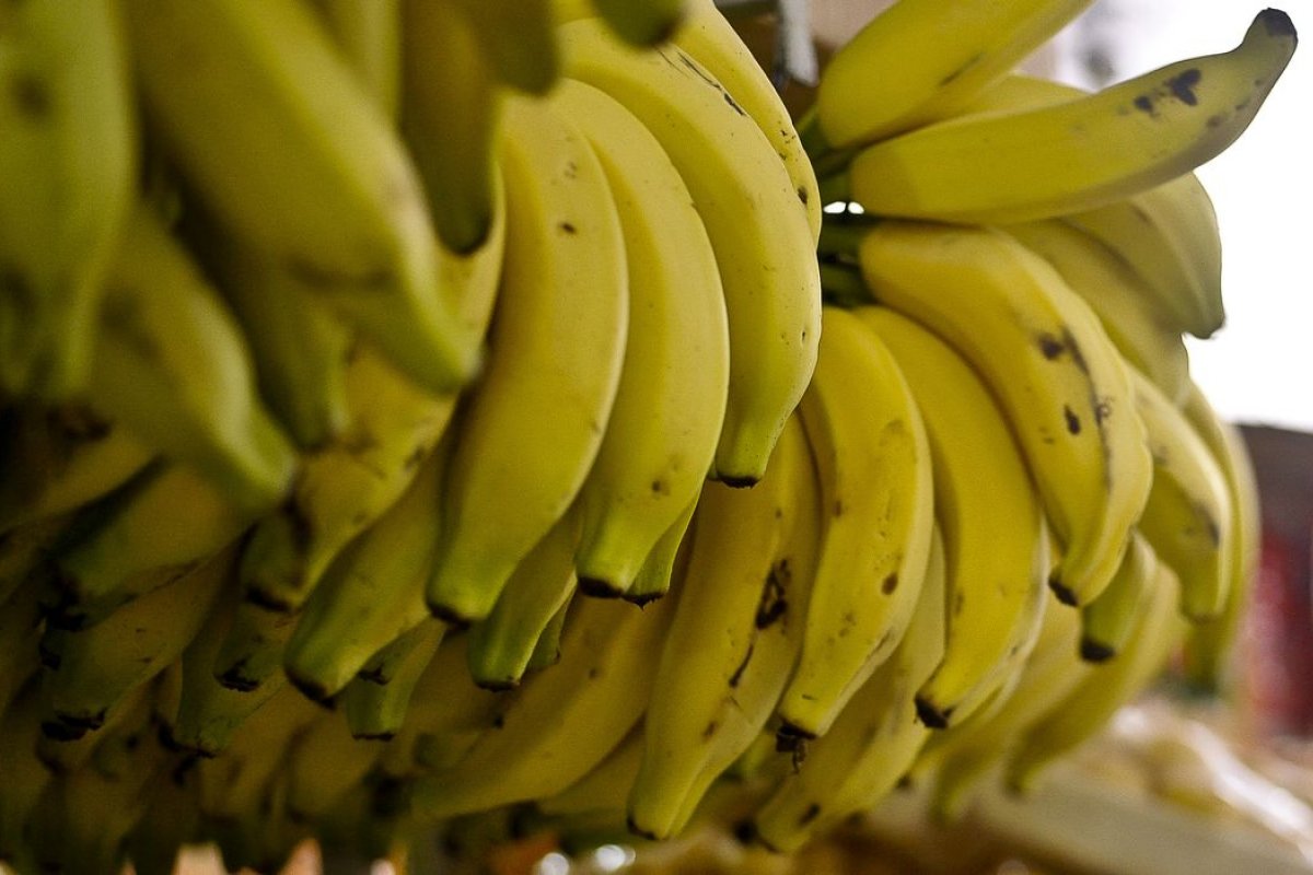 [Bahia é segundo maior produtor de banana do Brasil ]