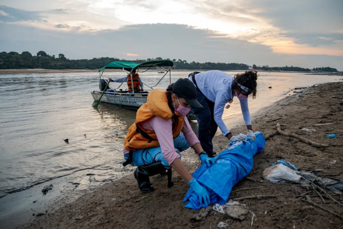 [Instituto vai investigar mortes de mais de 100 botos no Amazonas]