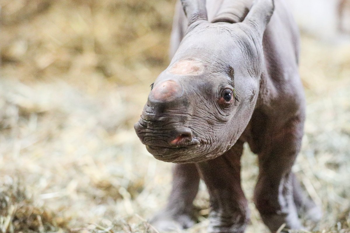 [Filhote de espécie rara de rinoceronte nasce em zoológico nos EUA]