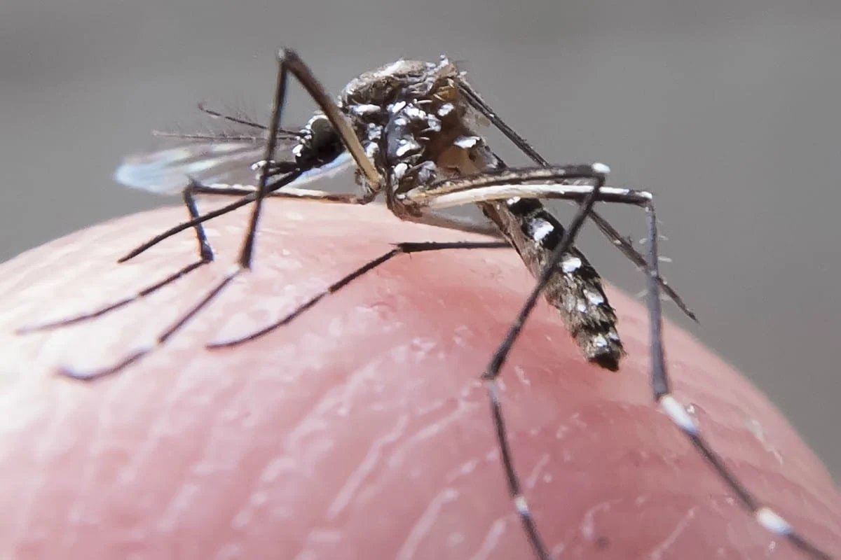 [Brasil contabiliza 184 mortes por dengue confirmadas em 2024]