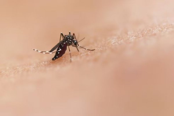 [Dengue: Norte, Centro-Oeste e Sudeste têm desaceleração de casos]