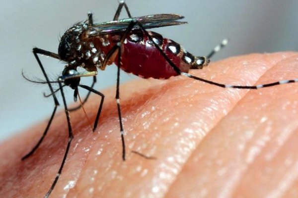 [Sobe para 22 o número de mortes por dengue na Bahia]