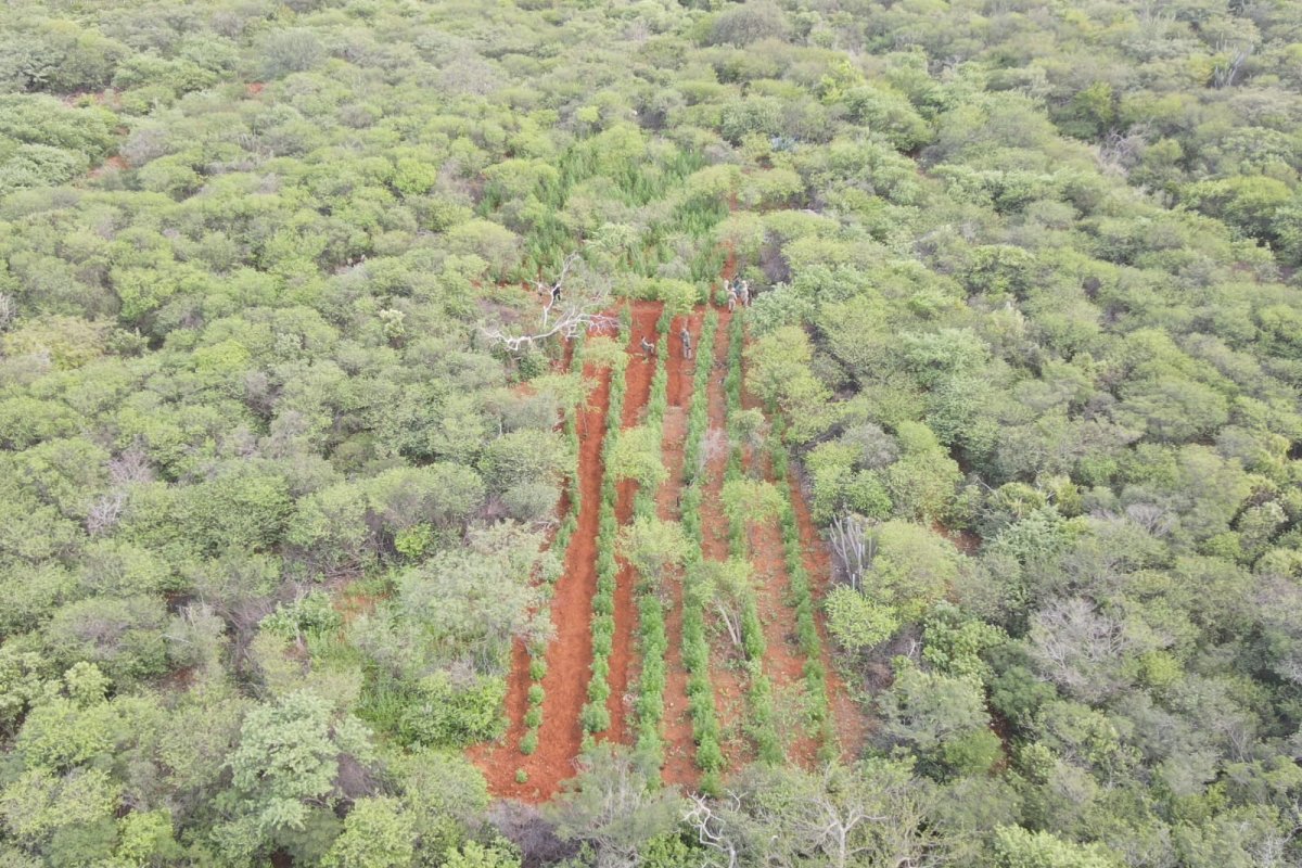 [Vídeo: PM e PF desmontam plantação que geraria 1 tonelada de maconha]