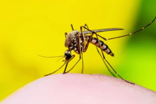 [Número de mortes por dengue sobe para 49 na Bahia]
