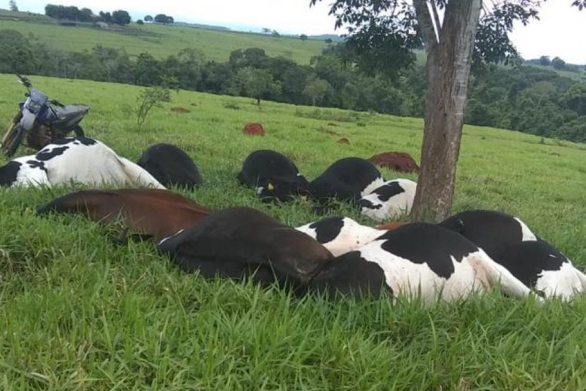 [Quinze vacas morrem após tempestade com raios em Goiás]