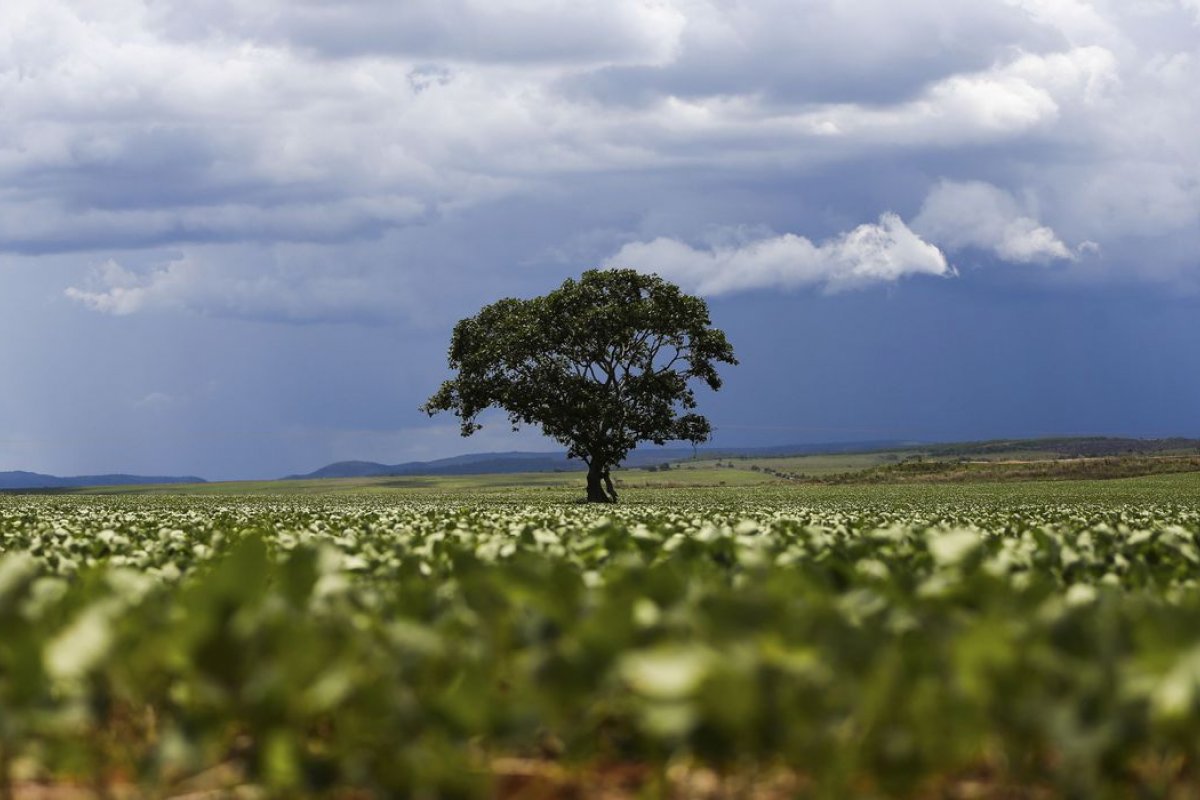 [Levantamento aponta que agropecuária causou perda de 90% da vegetação do território do Brasil]