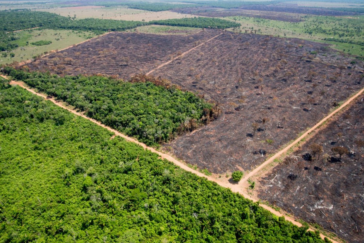 [ONGs e agronegócio fazem aliança inédita para enviar ao Governo medidas contra o desmatamento]