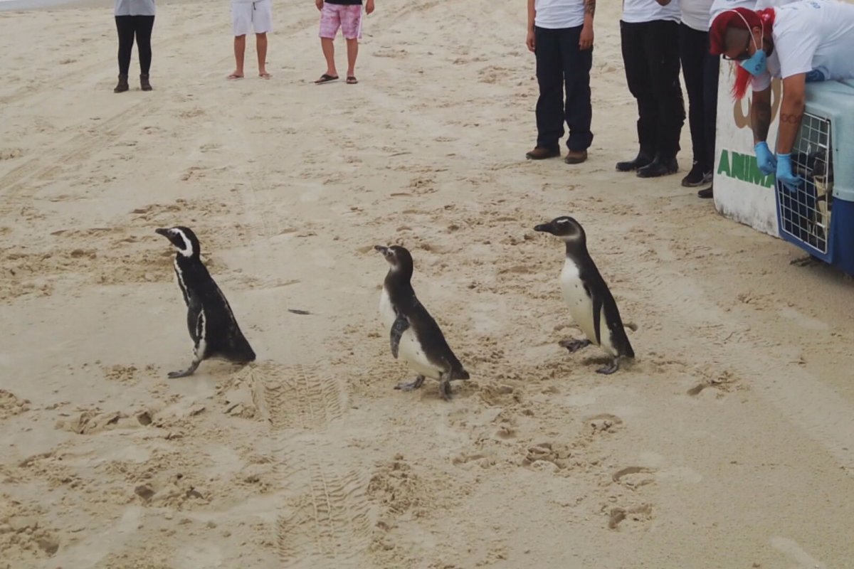 [5 mil pinguins já foram resgatados no litoral do país neste ano ]