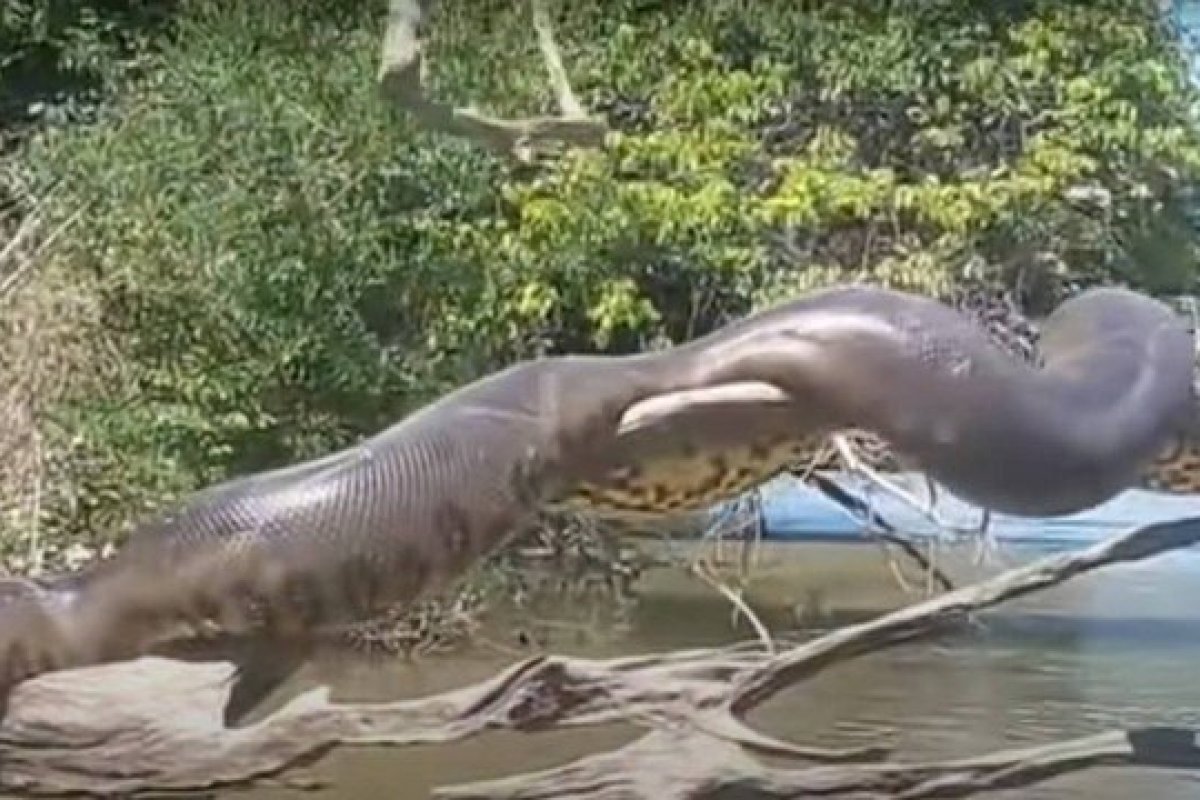 [Vídeo de anaconda gigante no Brasil volta a viralizar na internet]