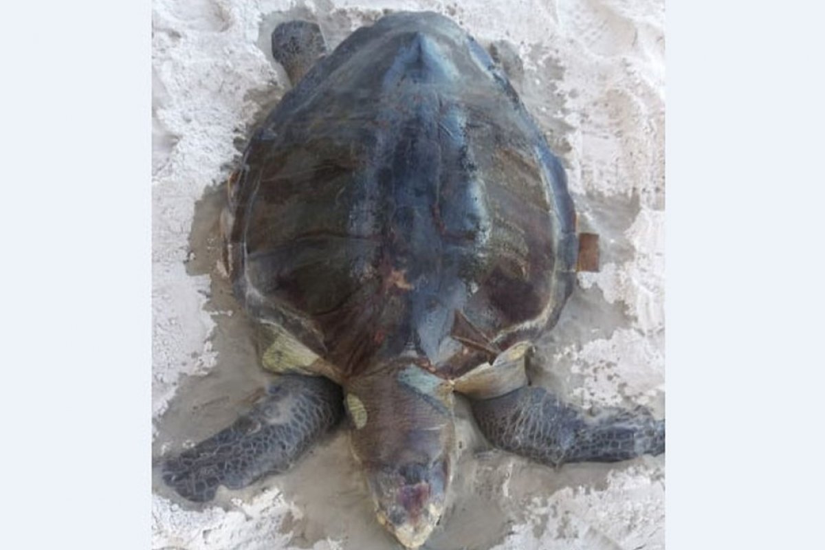 [Tartaruga é encontrada morta em praia de Ilhéus, no sul da Bahia]