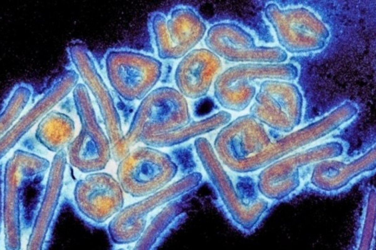 [Cientistas encontram vírus mortal na Bolívia]