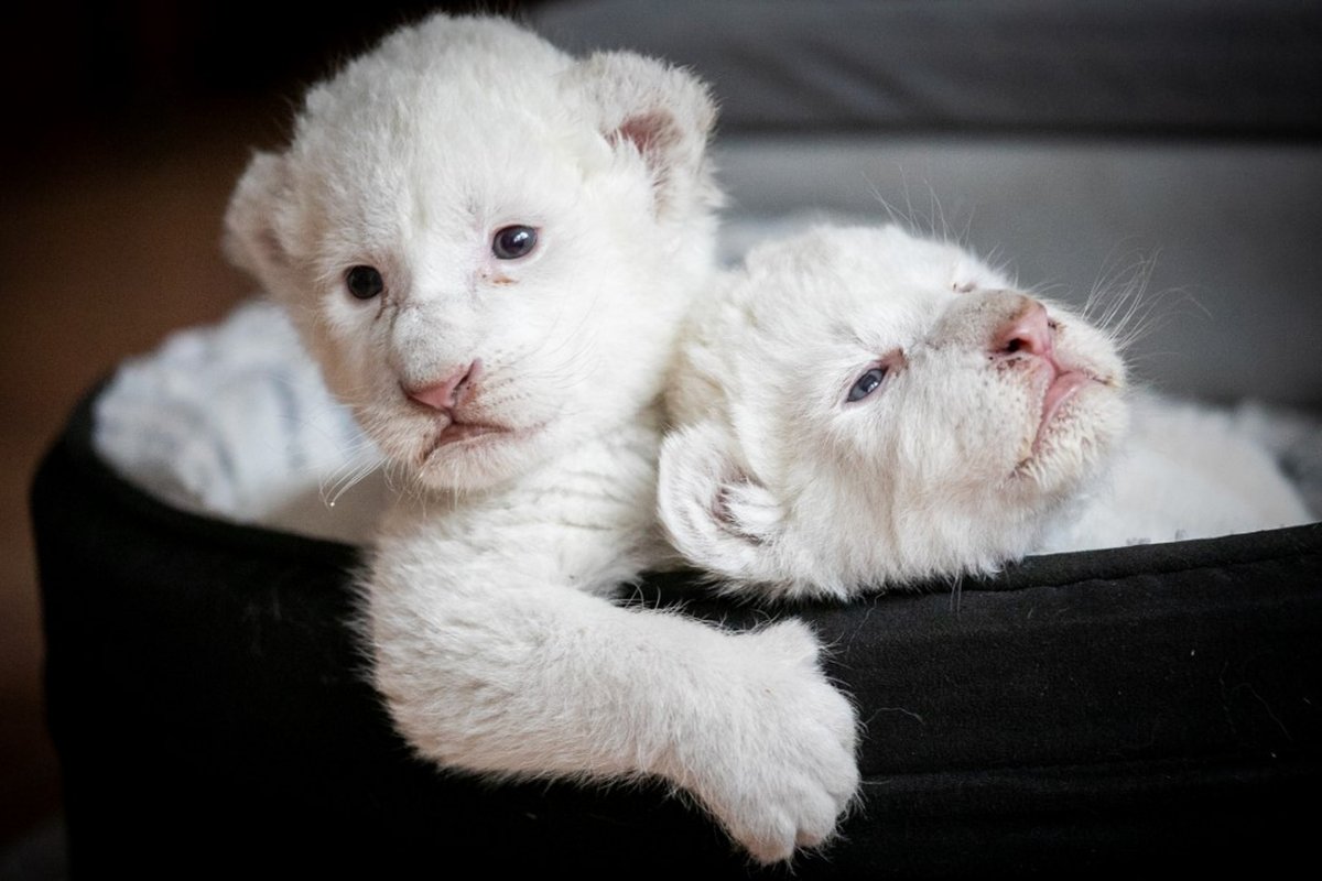 [Raros leões brancos nascem em santuário francês de proteção animal]