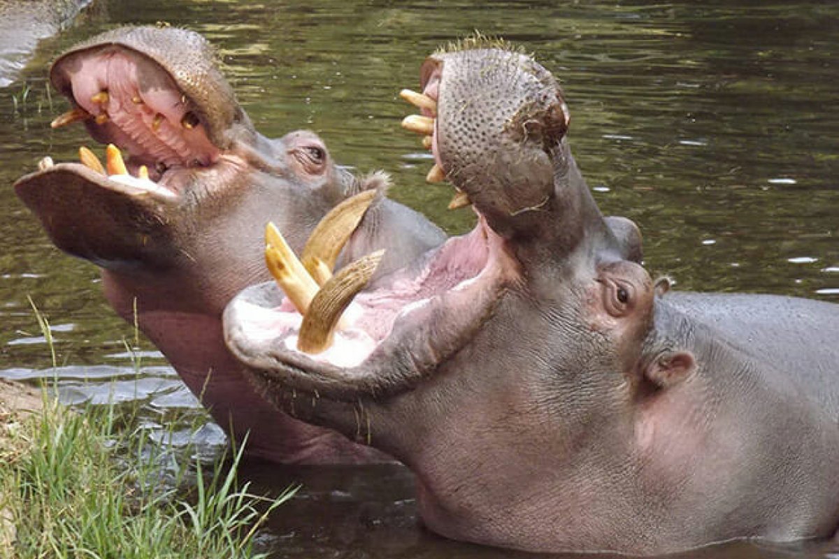 [Hipopótamos de Pablo Escobar devem ser abatidos para proteger meio ambiente da Colômbia]