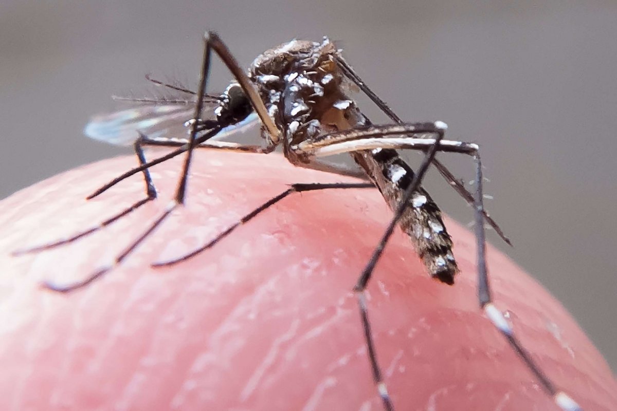 [Pesquisadores iniciam estudo em busca de modelos capazes de prever epidemias de dengue, zika e febre amarela]