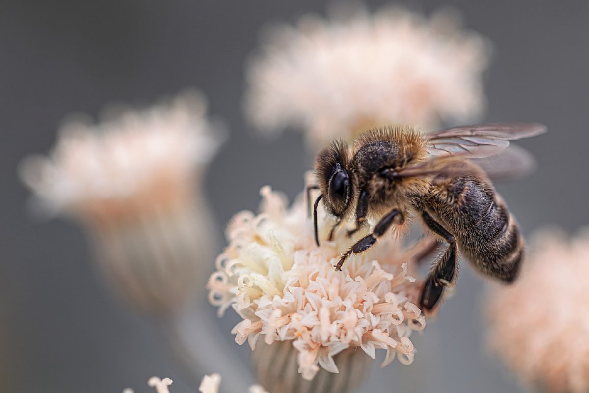 [Pesquisadores brasileiros desenvolvem soro contra veneno da abelha]