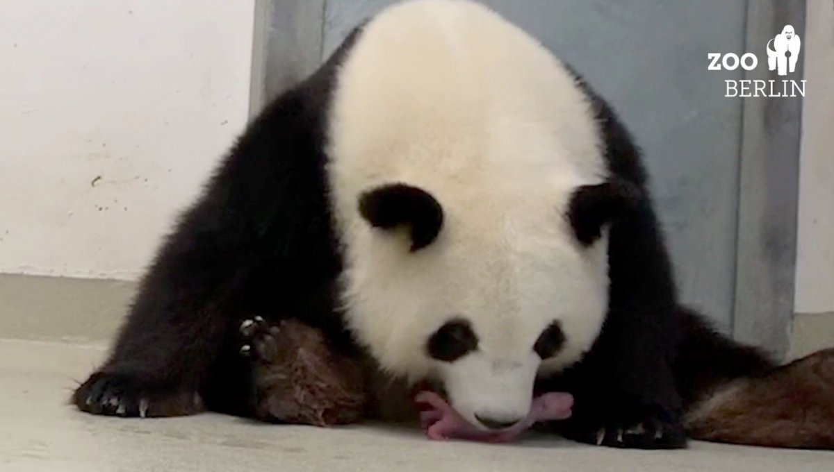 [Urso Panda fêmea dá à luz gêmeos no jardim zoológico de Berlim]