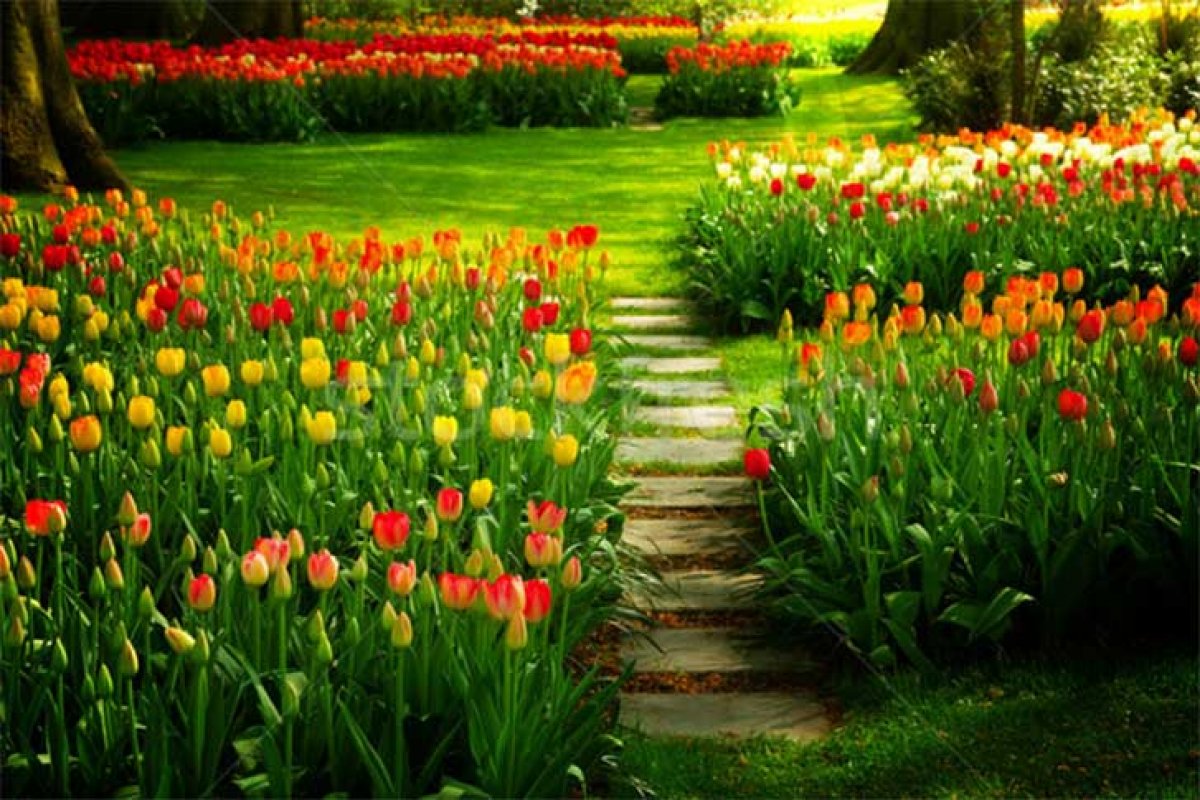 [10 dicas para cultivar um jardim lindo na Primavera]