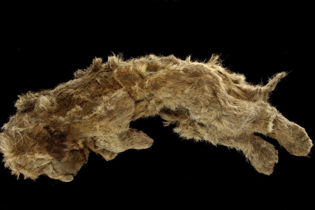 [Filhote de leão das cavernas encontrado congelado tem 28 mil anos]