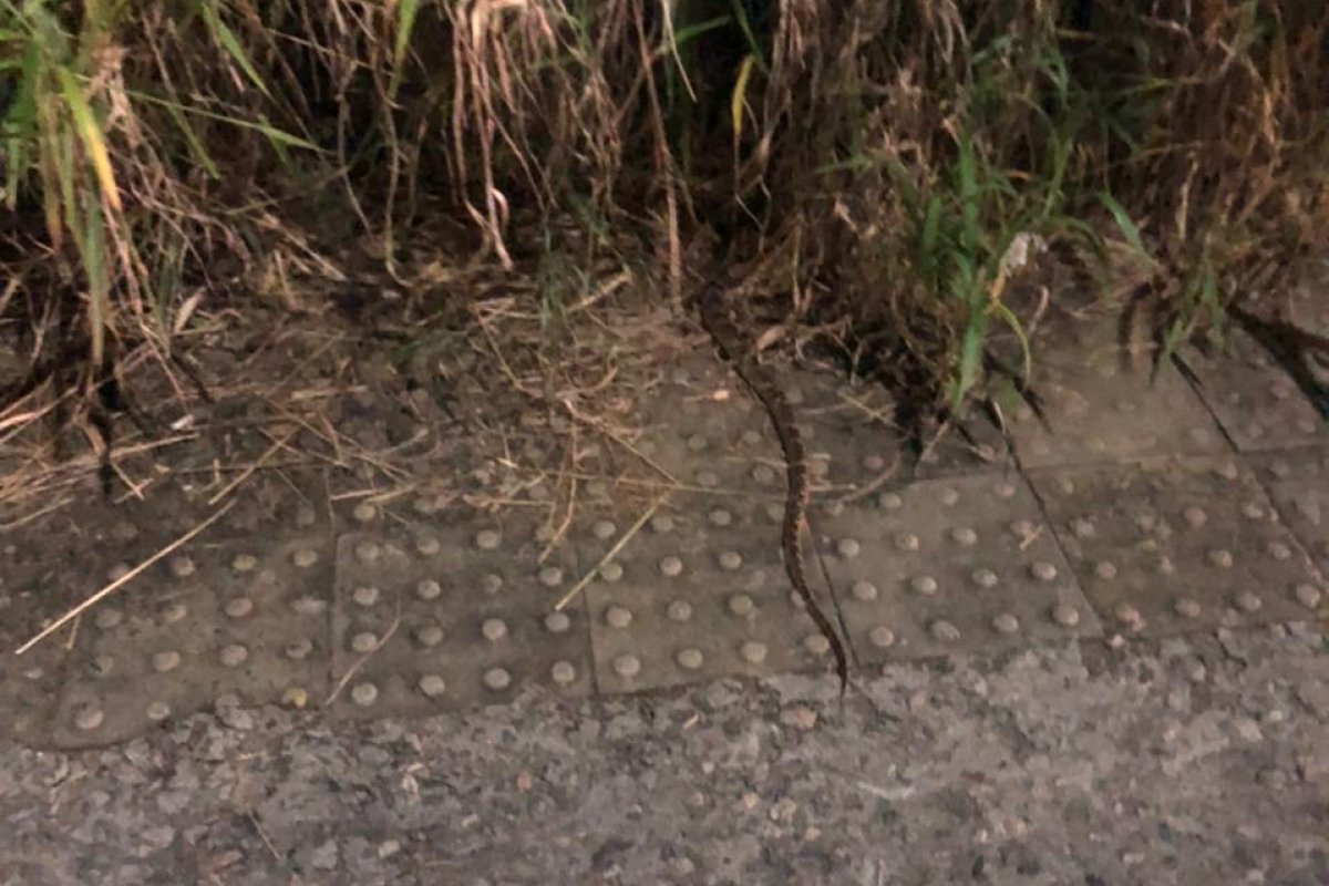 [Moradora denuncia presença de cobras em terreno no bairro de Alphaville I]